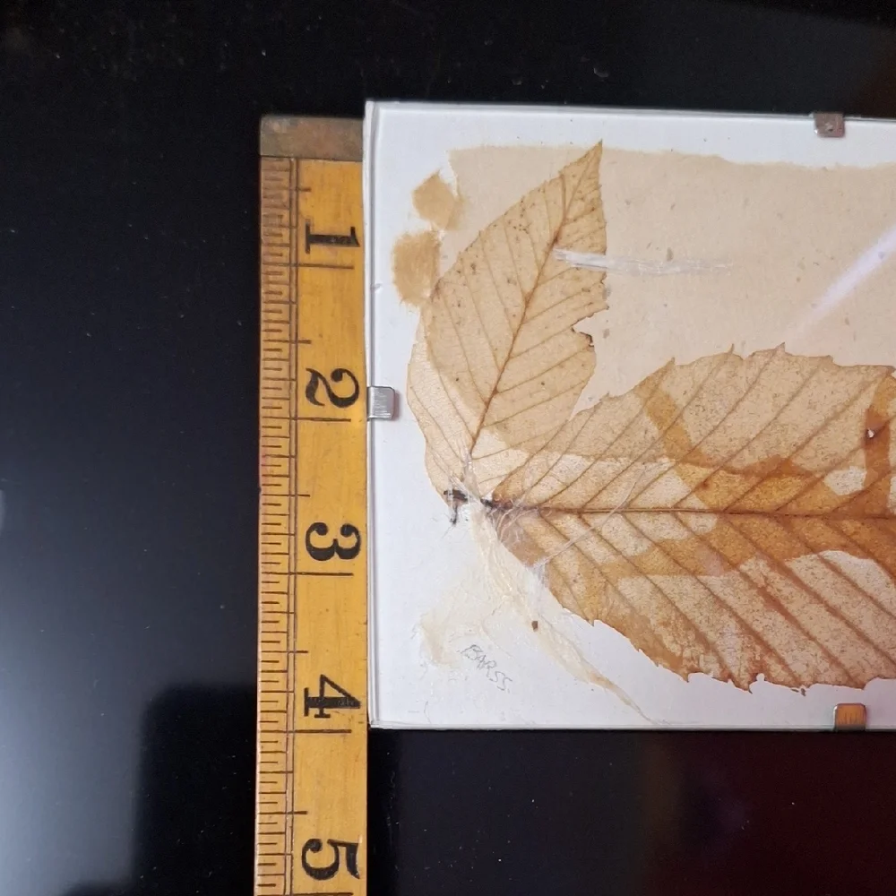 Vintage Botanical Art Trio | Signed BARSS | Pressed Leaf & Sketches - Picture 6 of 9